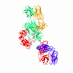 Protein & Antibodies